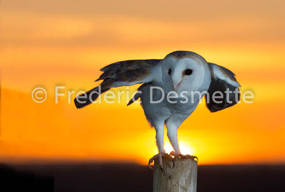 Barn Owl (Tyto Alba)-241