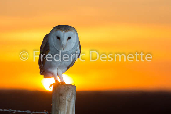 Barn Owl (Tyto Alba)-242