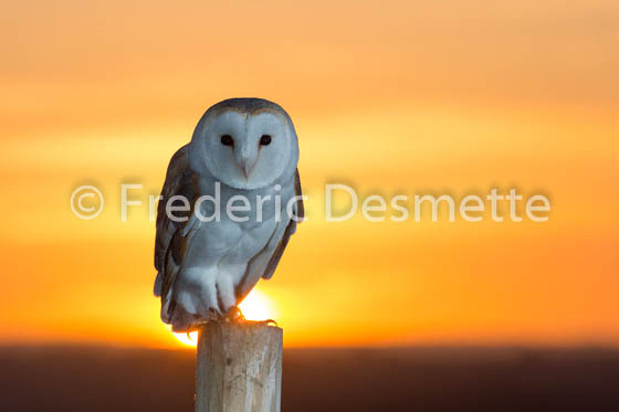 Barn Owl (Tyto Alba)-243