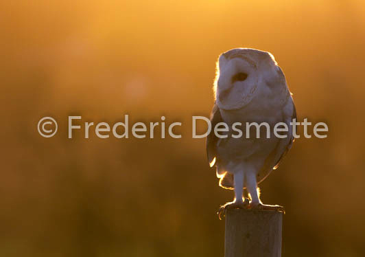 Barn Owl (Tyto Alba)-248