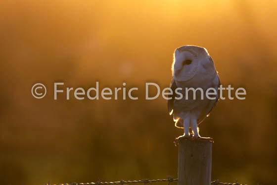 Barn Owl (Tyto Alba)-247