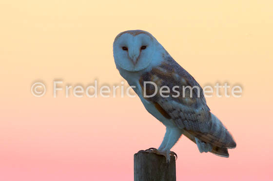 Barn Owl (Tyto Alba)-249