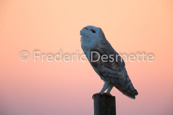 Barn Owl (Tyto Alba)-250