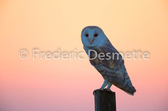 Barn Owl (Tyto Alba)-251