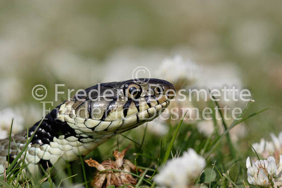 Grass snake 2 (Natrix natrix)