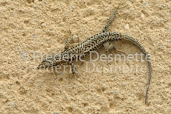 Common wall lizard 2 (Podarcis muralis)