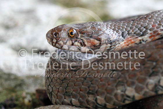 Viperine snake 3 (Natrix maura)