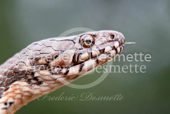 Viperine snake 2 (Natrix maura)