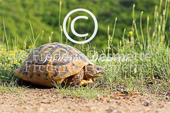 Spur-thighed tortoise 1 (Testudo graeca)