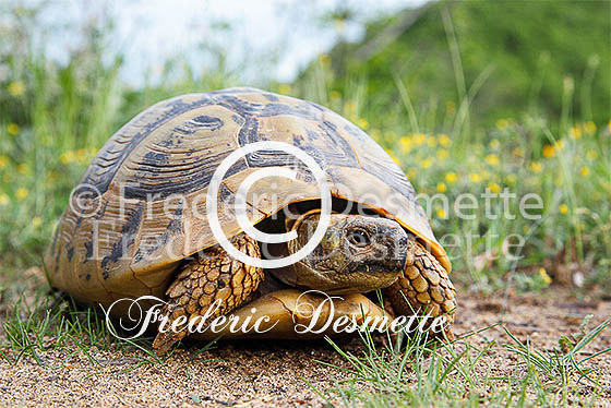 Spur-thighed tortoise 2 (Testudo graeca)