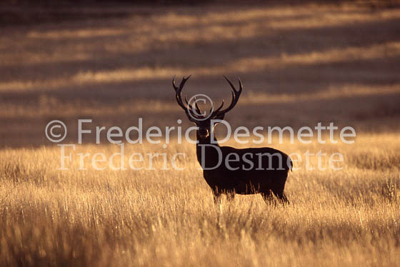 Red deer 9 (Cervus elaphus)