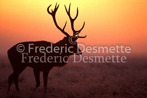 Red deer 29 (Cervus elaphus)