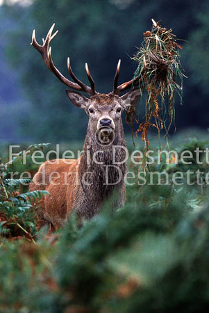 Red deer 31 (Cervus elaphus)
