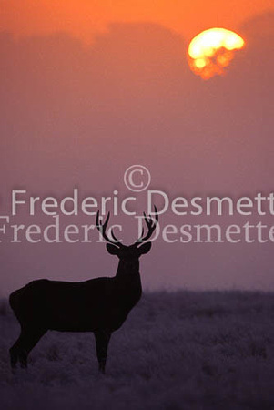 Red deer 10 (Cervus elaphus)