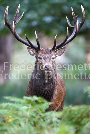 Red deer 4 (Cervus elaphus)