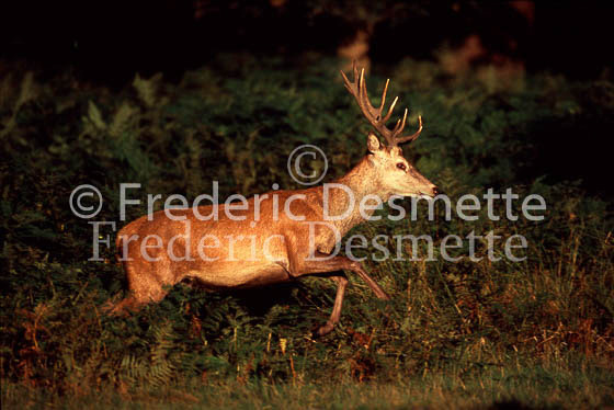 Red Deer 32 (Cervus elaphus)