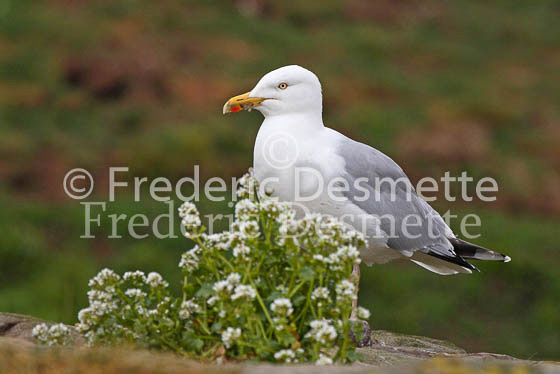 Herring gull 4 (Larus argentatus)