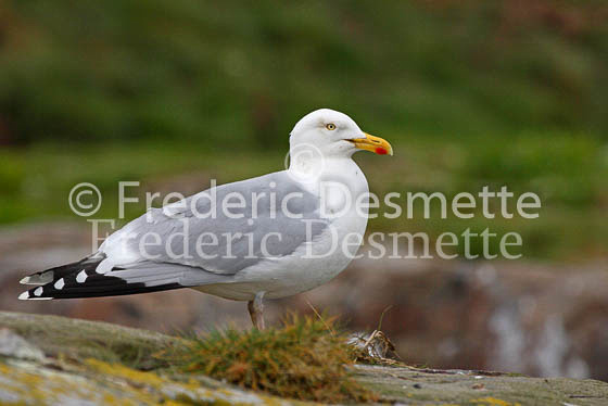 Herring gull 2 (Larus argentatus)