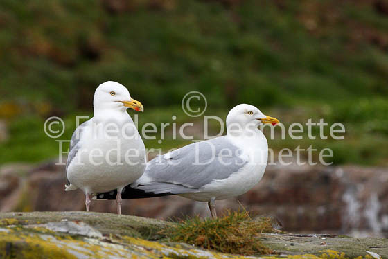Herring gull 5 (Larus argentatus)