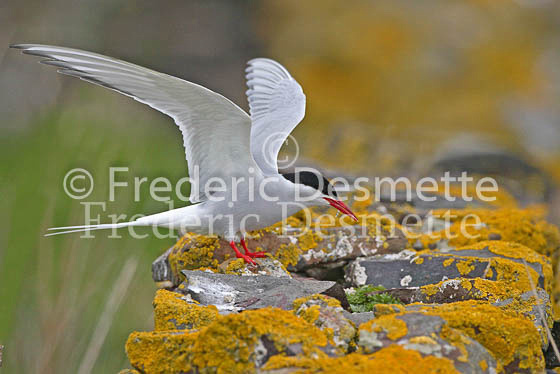 Arctic tern 1 (Sterna paradisaea)