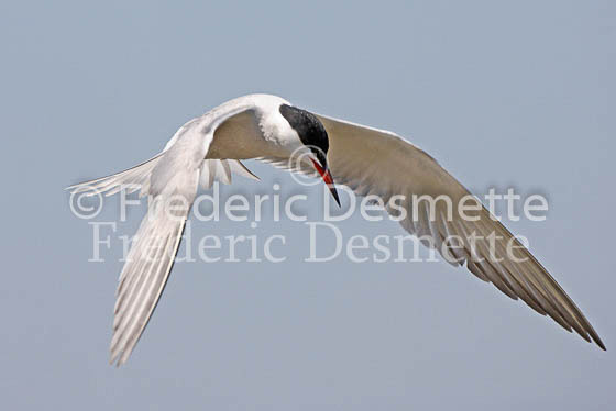 Common tern 1 (Sterna hirundo)