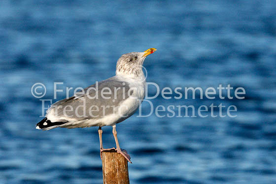 Herring Gull 14 (Larus Argentatus)