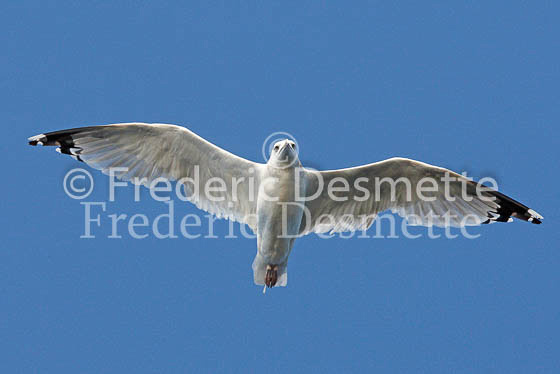 Herring Gull 9 (Larus Argentatus)