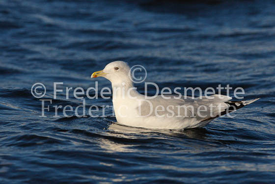 Herring Gull 15 (Larus Argentatus)