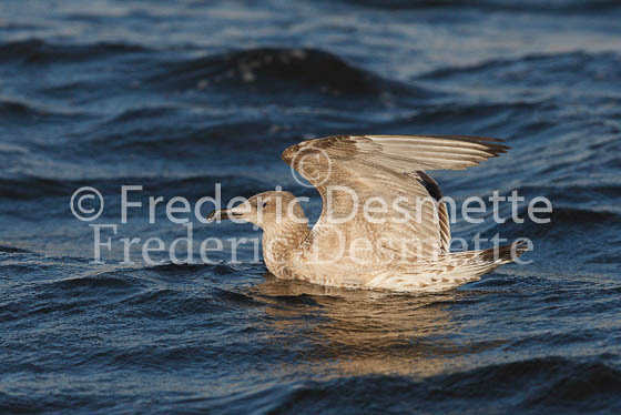 Herring Gull 34 (Larus Argentatus)