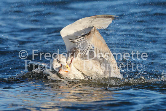 Herring Gull 8 (Larus Argentatus)