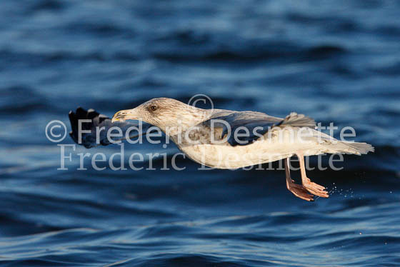 Herring Gull 13 (Larus Argentatus)