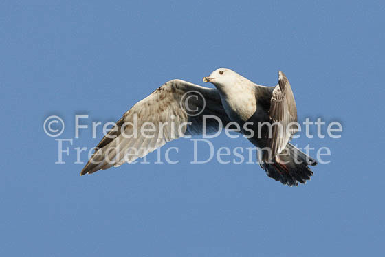 Herring Gull 29 (Larus Argentatus)