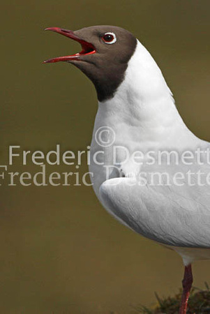 Black-headed gull 10 (Larus ridibundus)