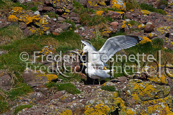 Herring gull 40 (Larus argentatus)