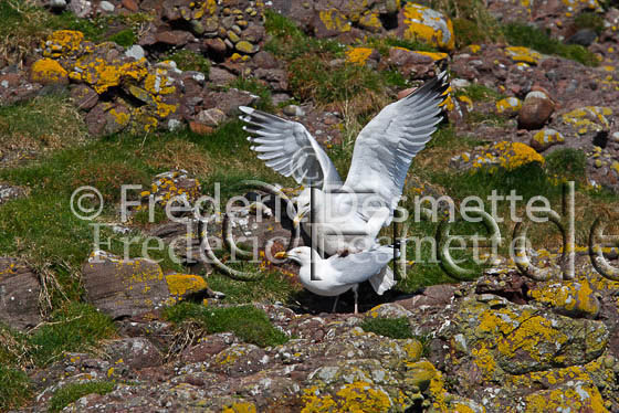 Herring gull 41 (Larus argentatus)