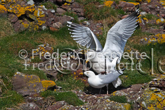 Herring gull 42 (Larus argentatus)