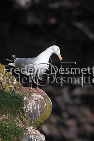 Herring gull 44 (Larus argentatus)