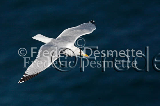Herring gull 37 (Larus argentatus)