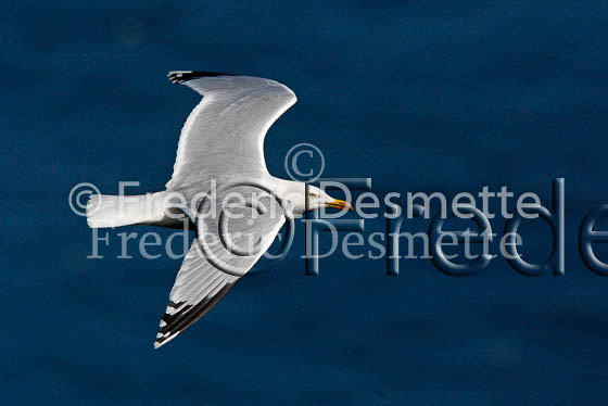 Herring gull 38 (Larus argentatus)