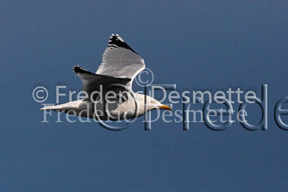 Herring gull 39 (Larus argentatus)