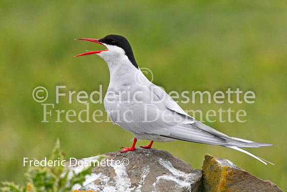 Arctic tern 5 (Sterna paradisaea)