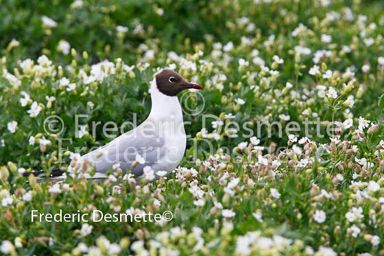 Black-headed gull 12 (Larus ridibundus)