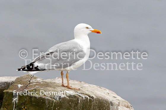 Herring gull 45 (Larus argentatus)