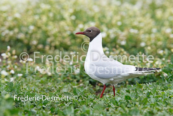 Black-headed gull 13 (Larus ridibundus)