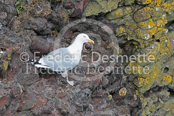 Herring gull 49 (Larus argentatus)