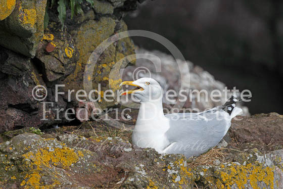 Herring gull 48 (Larus argentatus)