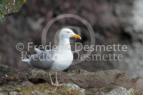 Herring gull 47 (Larus argentatus)