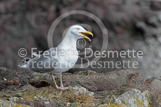 Herring gull 50 (Larus argentatus)