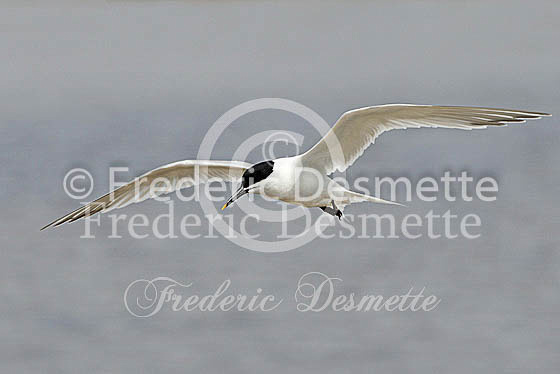Sandwich tern 9 (Sterna sandvicensis)