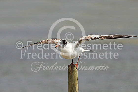 Mediterranean gull 6 (Larus melanocephalus)